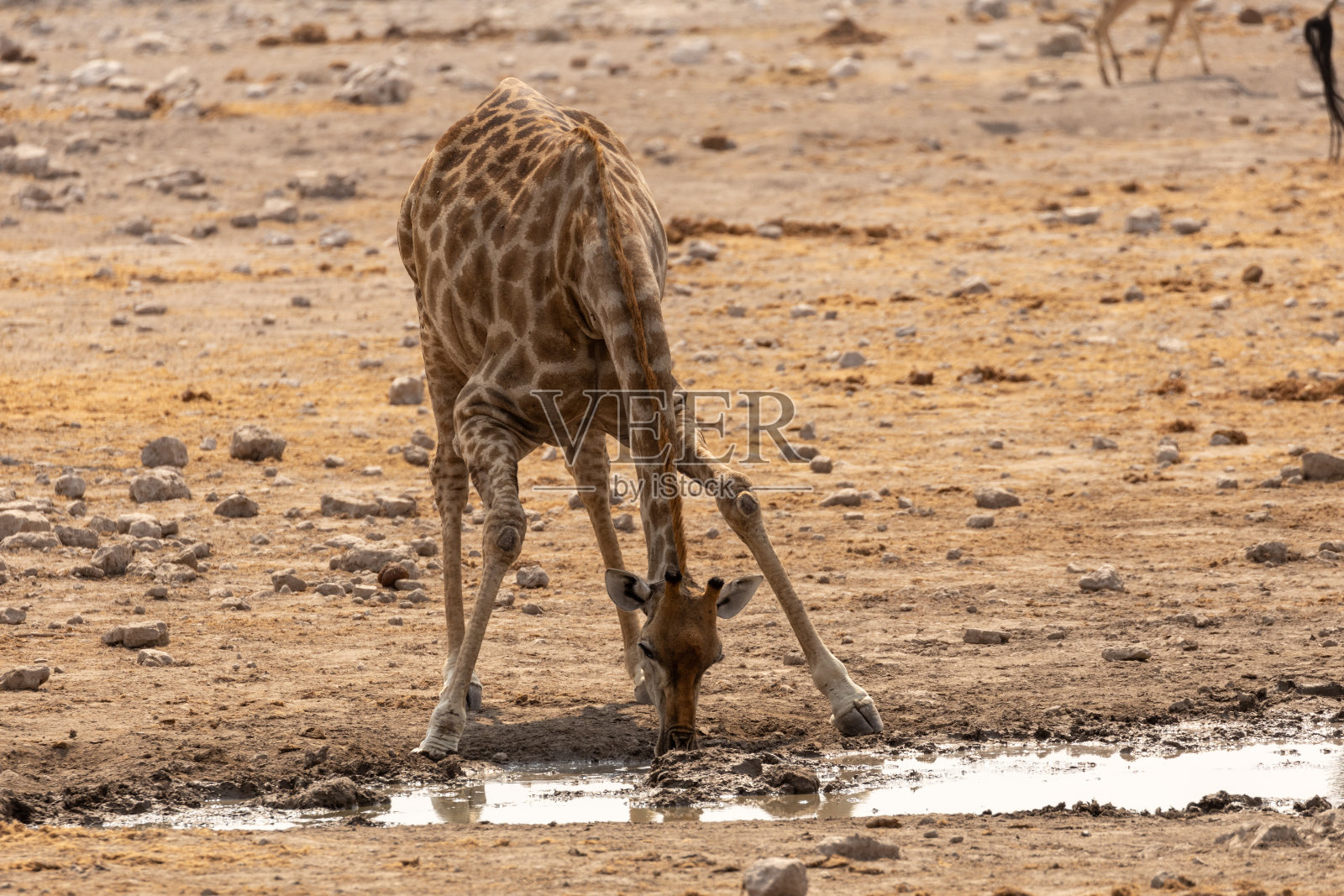 埃托沙。纳米比亚照片摄影图片