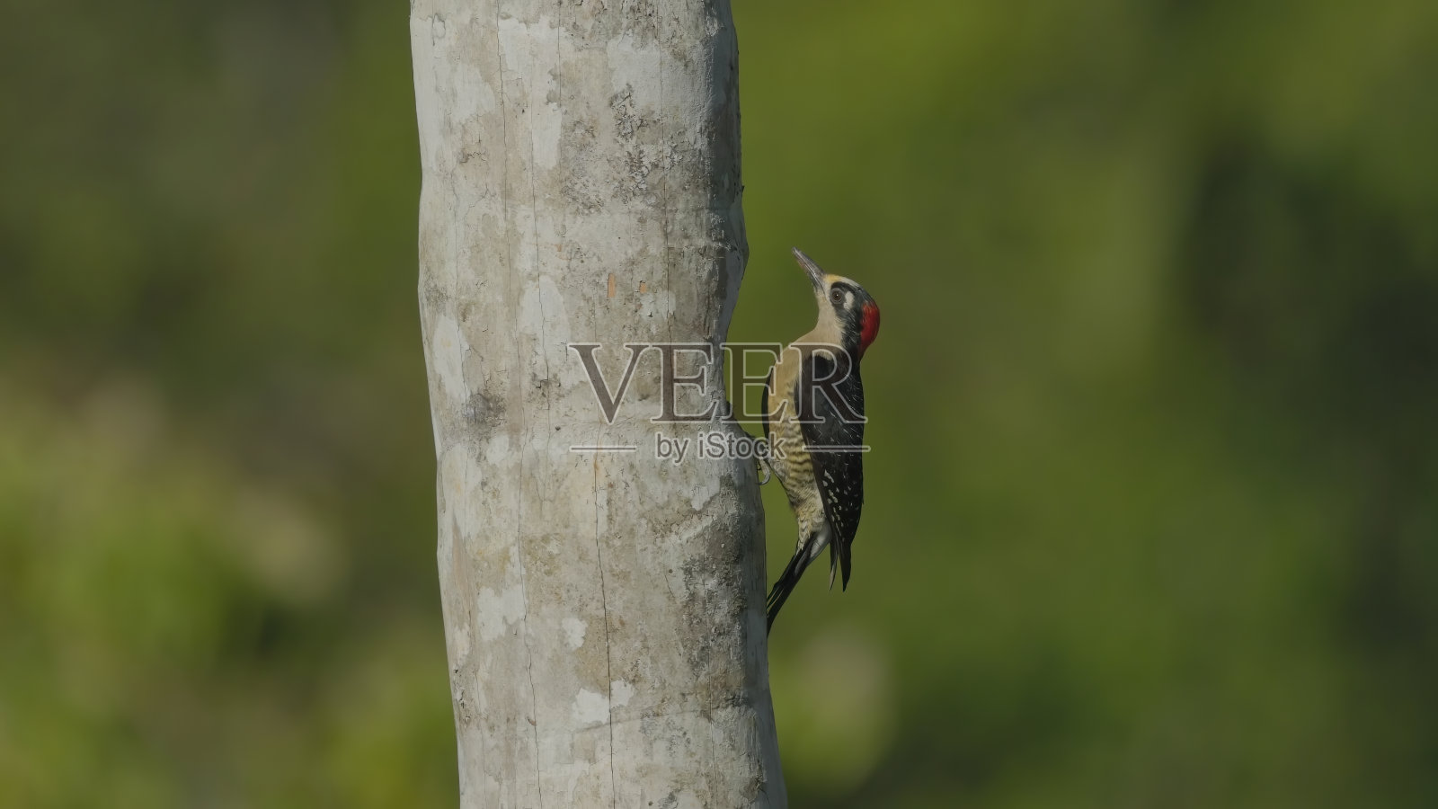 一只黑颊啄木鸟站在棕榈树的树干上照片摄影图片