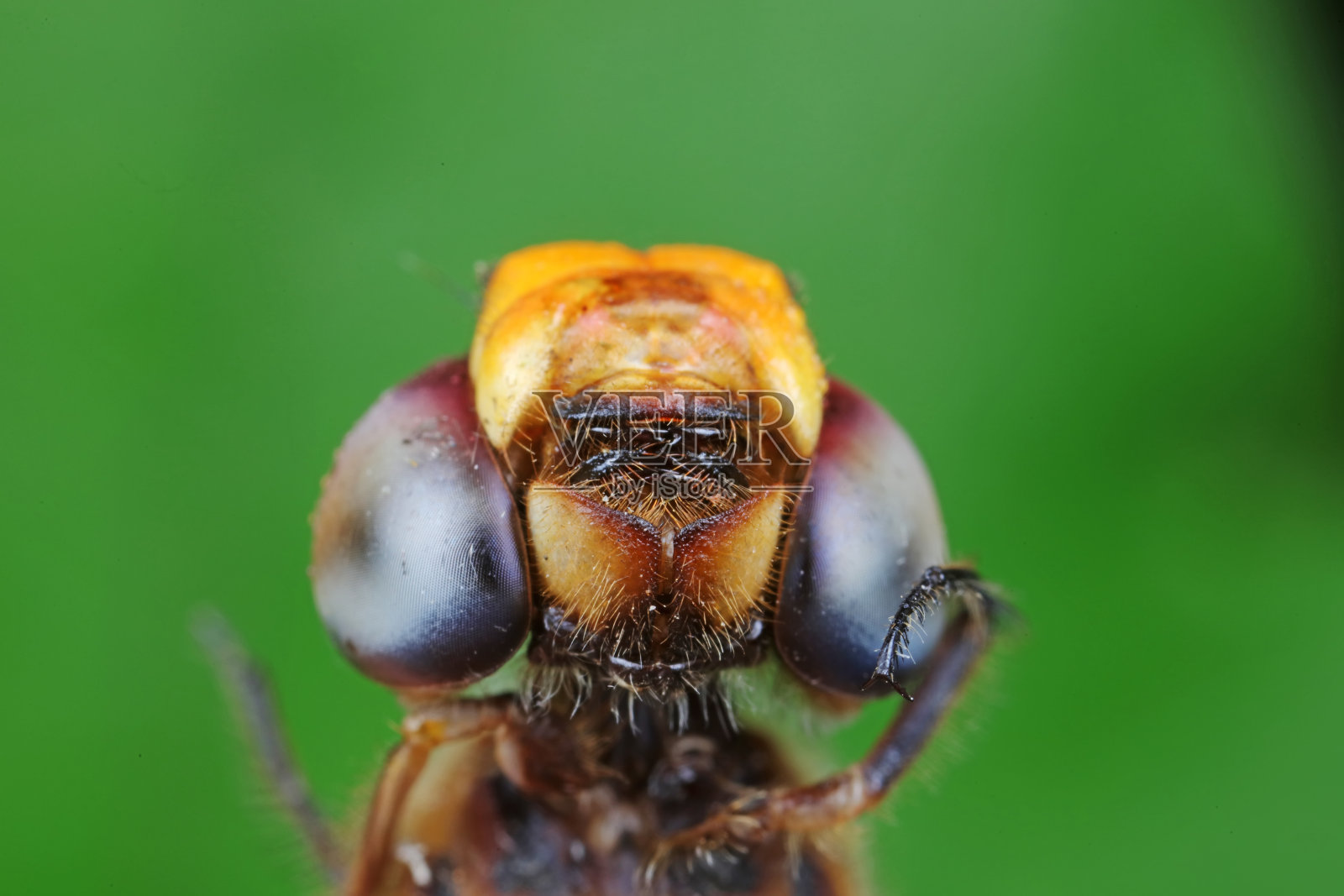 蜻蜓复眼的特写照片摄影图片