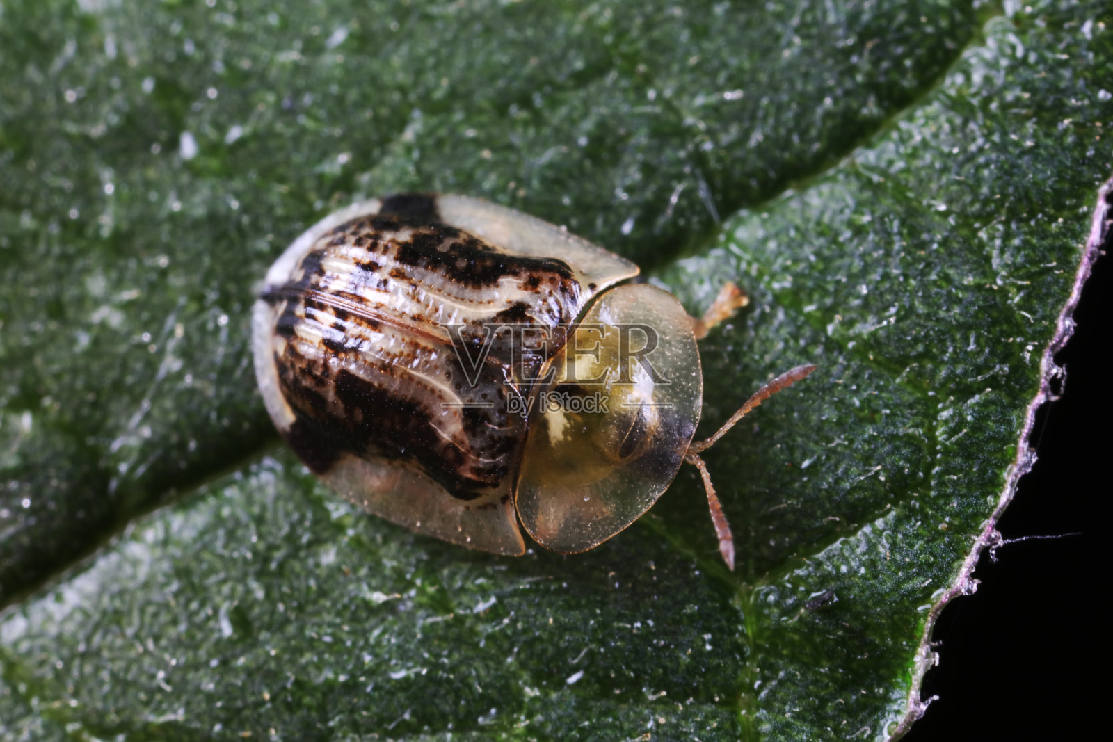甲虫科昆虫生活在绿叶上照片摄影图片