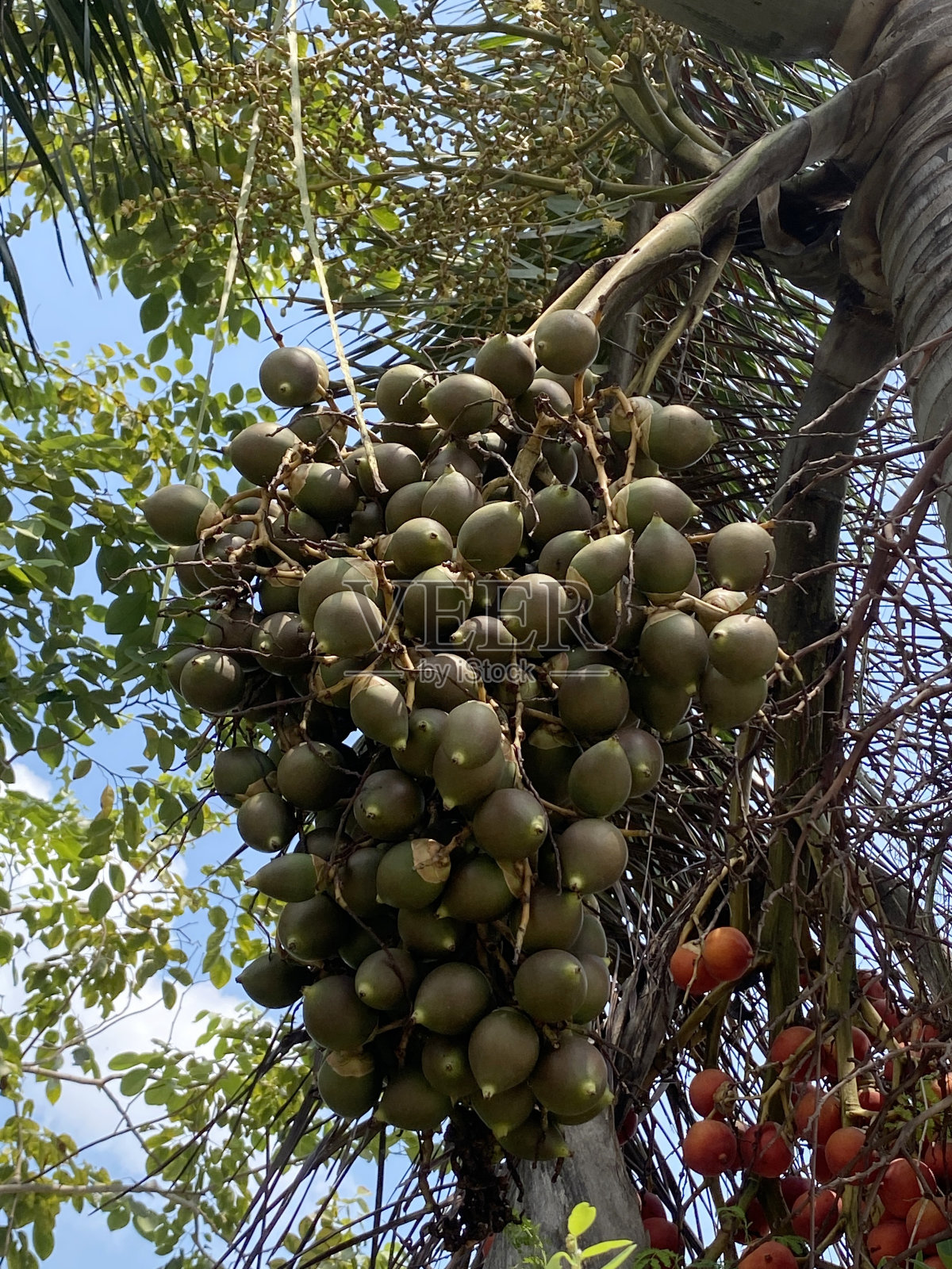 棕榈果照片摄影图片
