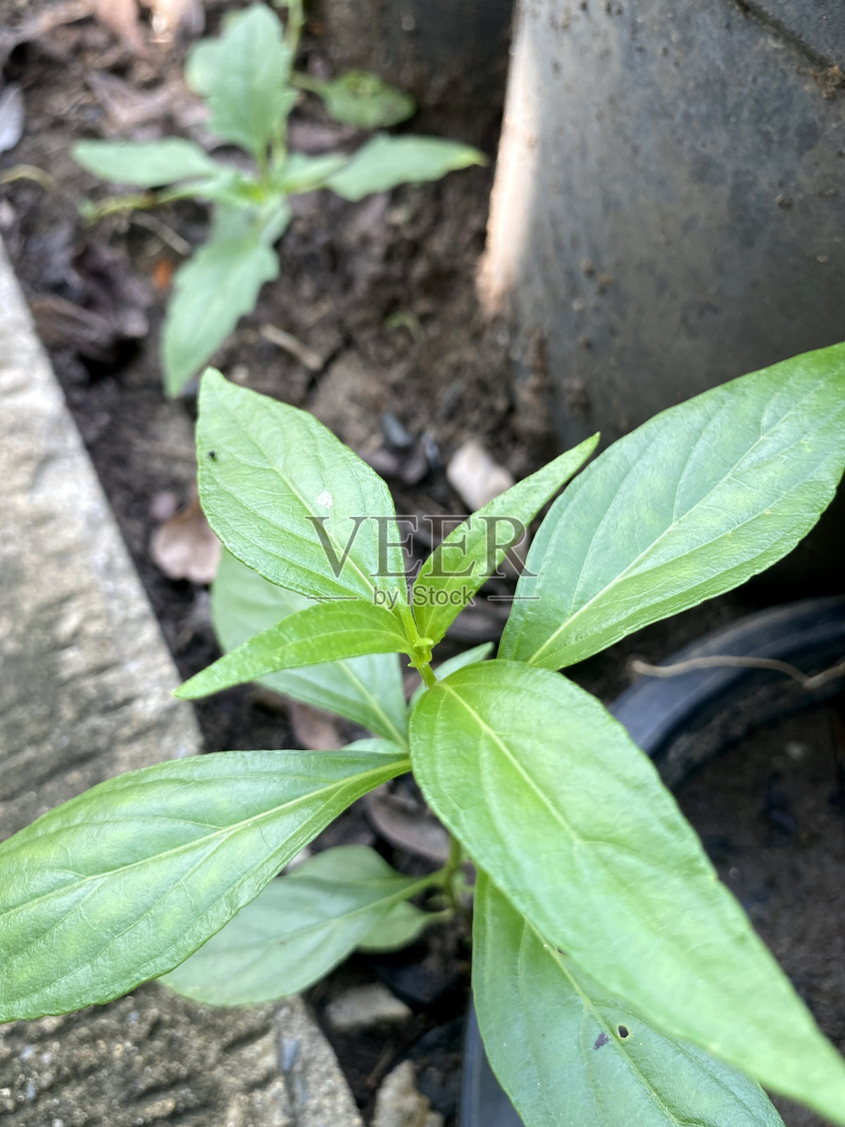 穿心莲植物照片摄影图片