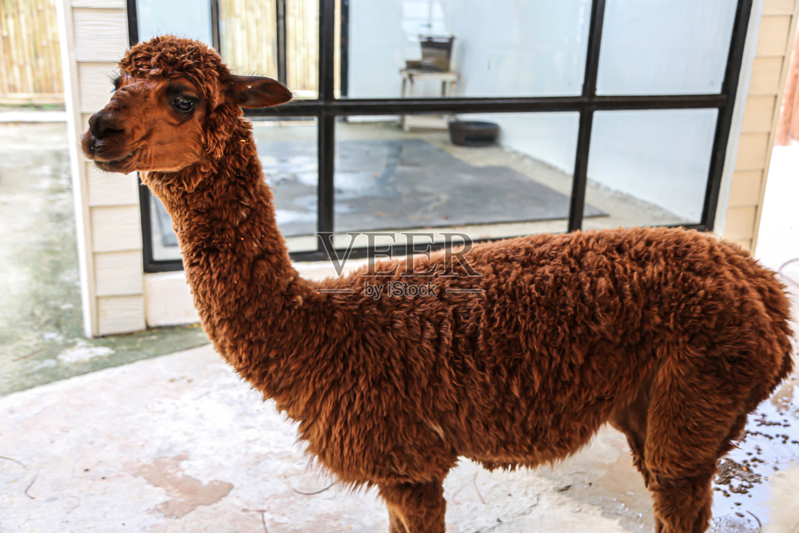 棕色的羊驼很可爱照片摄影图片