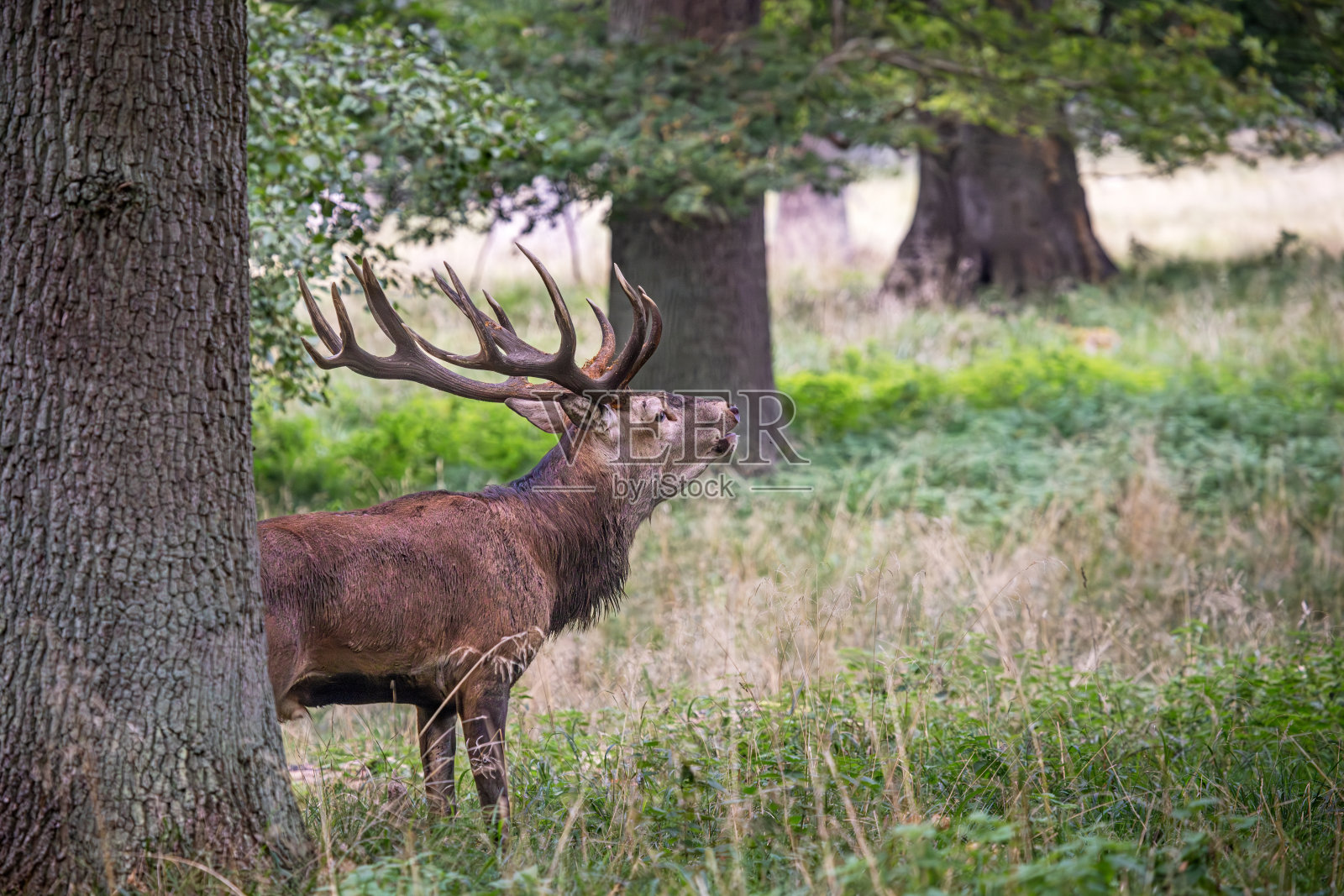 咆哮的赤鹿照片摄影图片