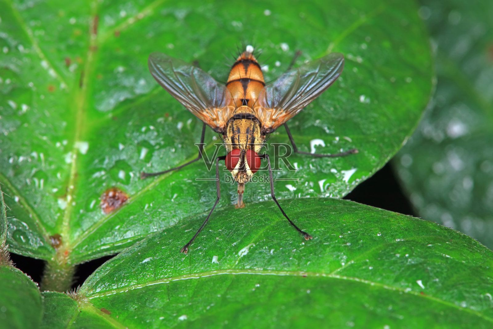 华北平原自然植物上的苍蝇照片摄影图片