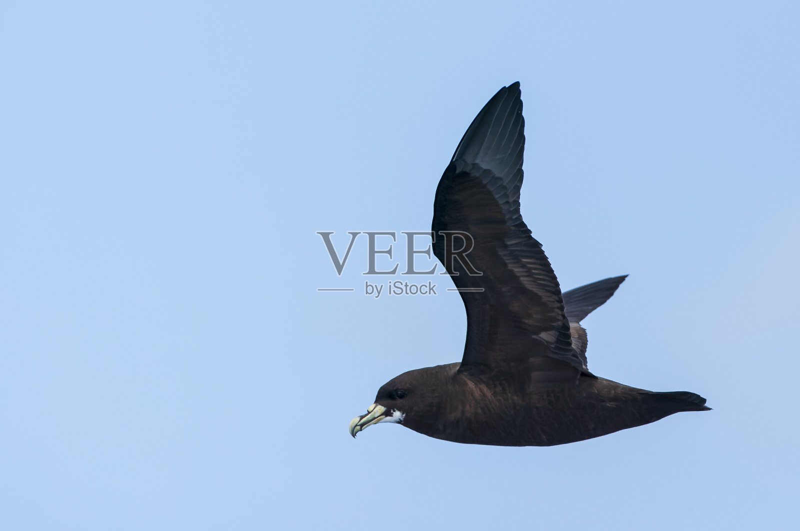 白颏圆尾鹱照片摄影图片