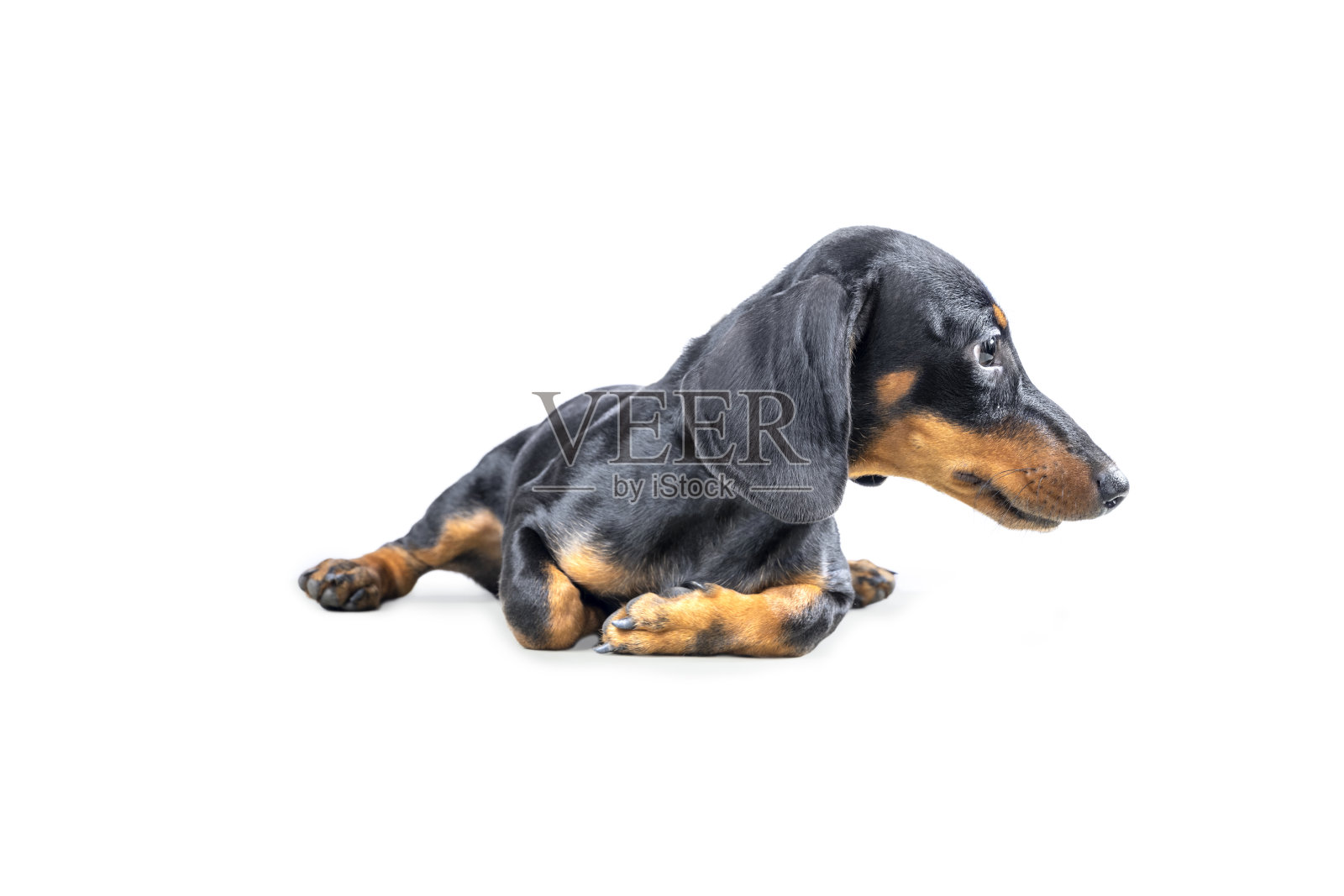 腊肠狗照片摄影图片