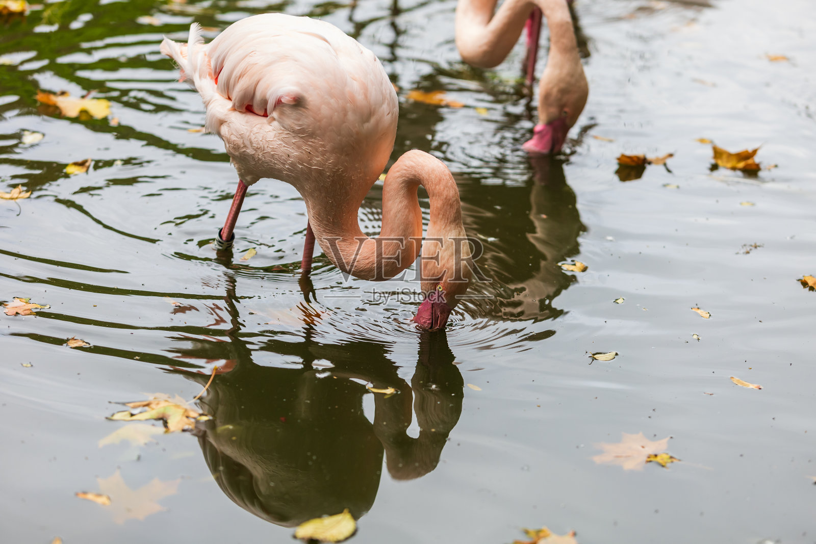 粉红色的火烈鸟在水里。火烈鸟身上有水滴。照片摄影图片