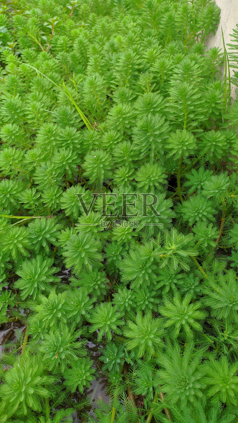 水生杨梅。水生植物照片摄影图片