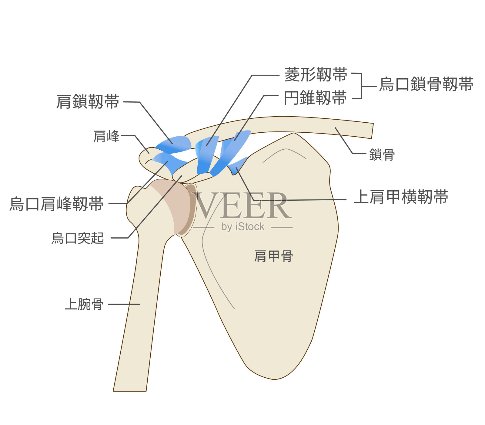 肩胛骨韧带和肩胛骨解剖插画图片素材