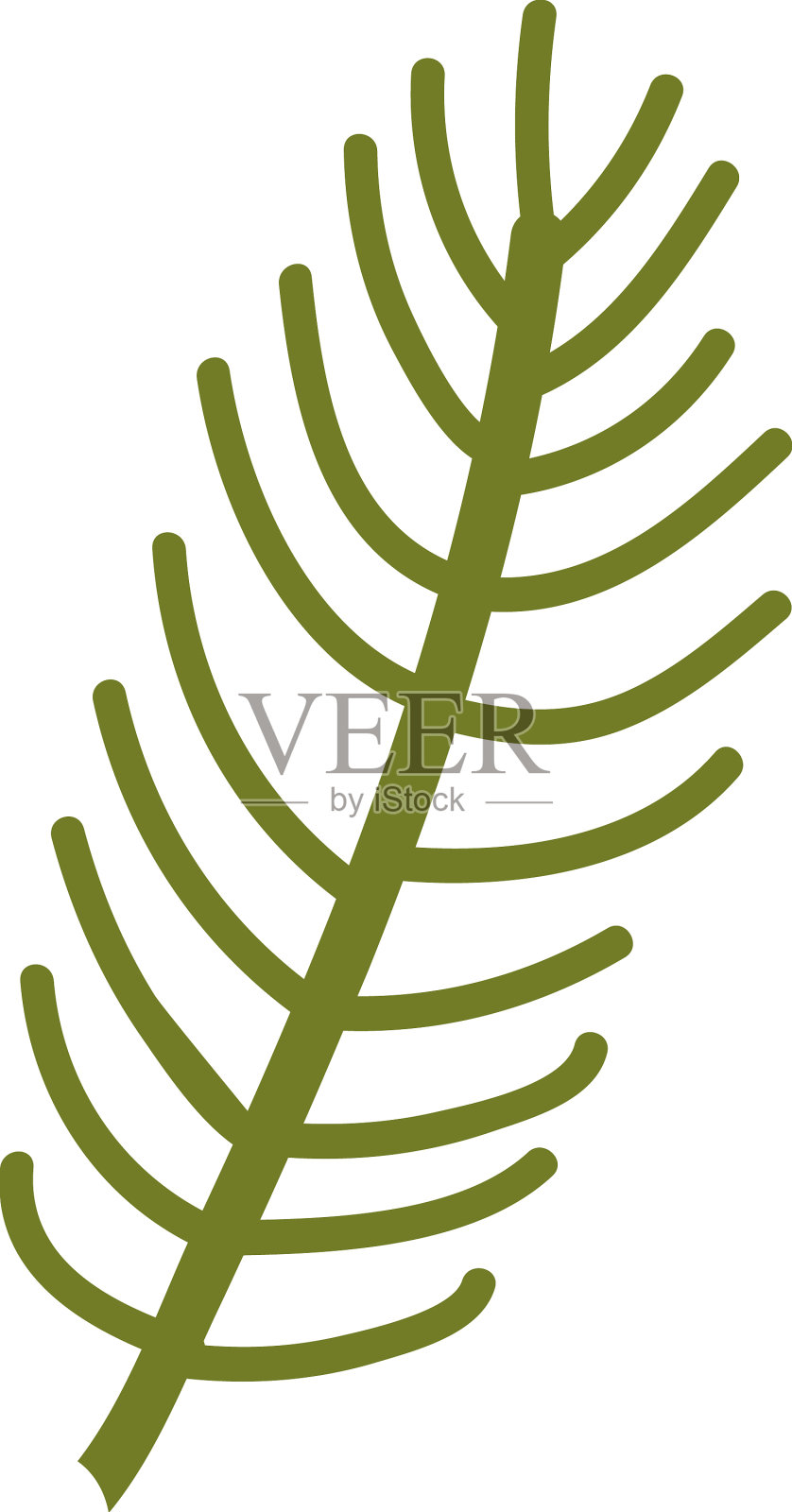 杉木树枝插画图片素材