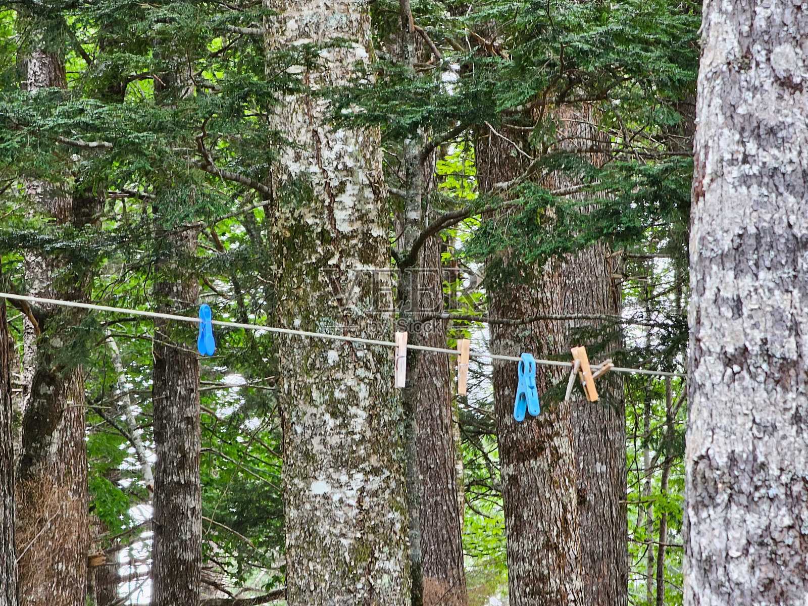 树上晾衣绳照片摄影图片