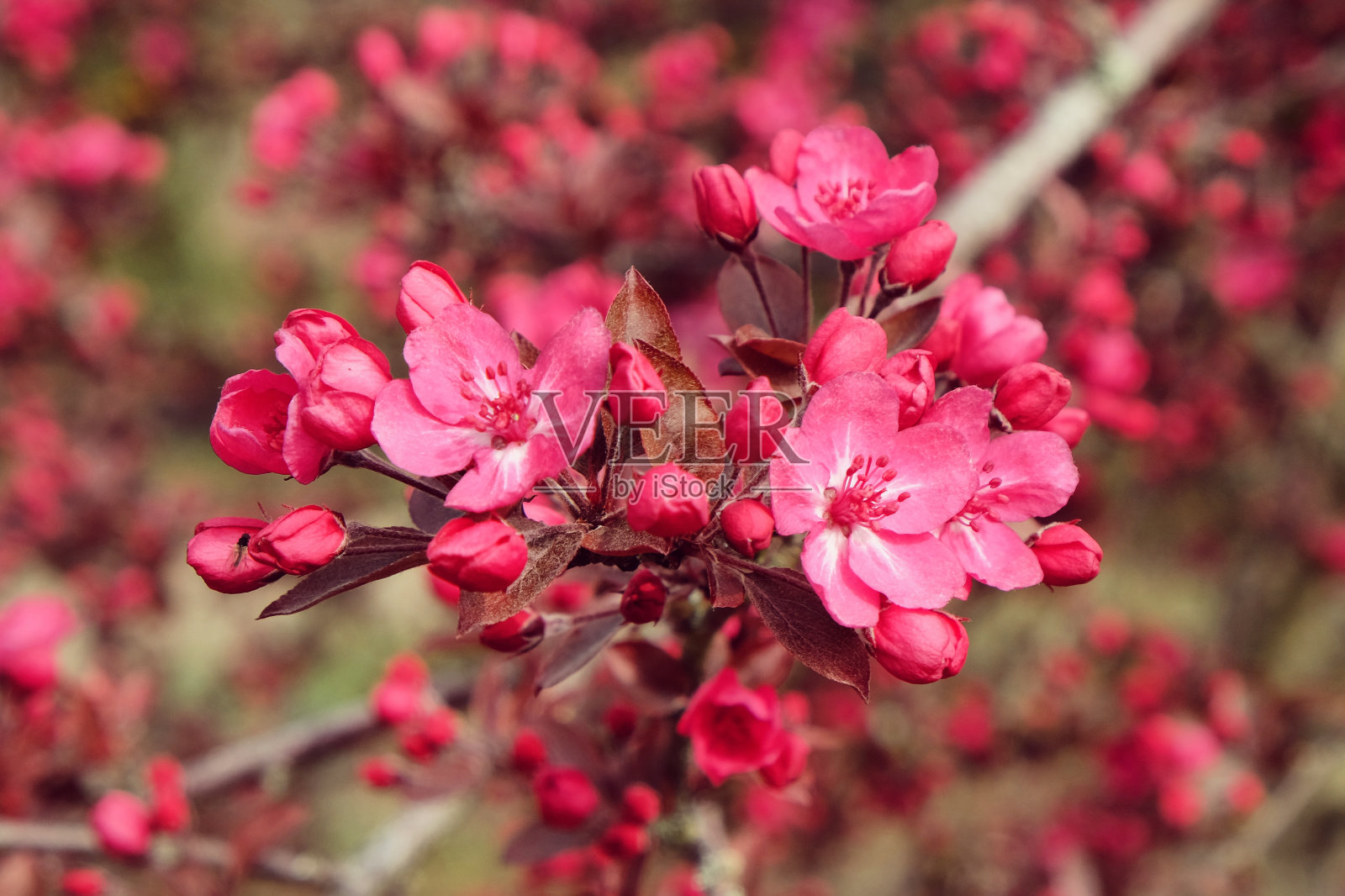 明亮的粉红色海棠“红衣主教”蟹苹果树在春天的阳光下开花照片摄影图片