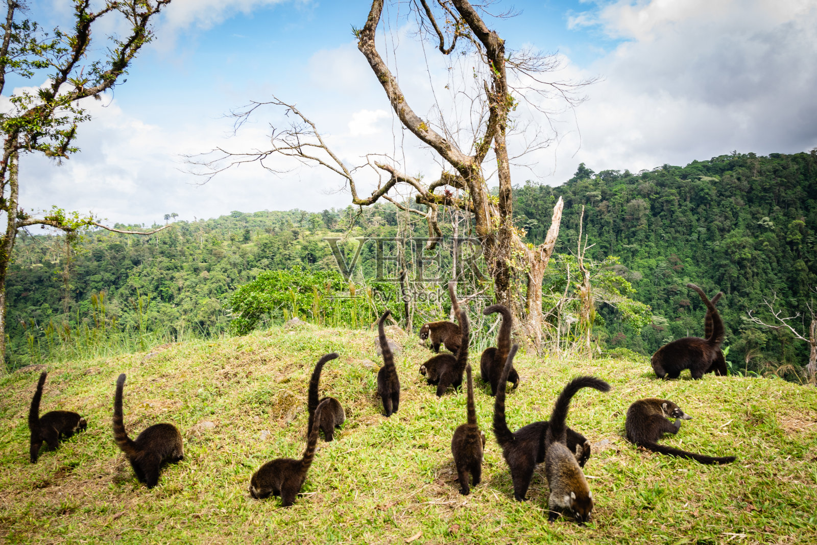 白鼻浣熊2照片摄影图片
