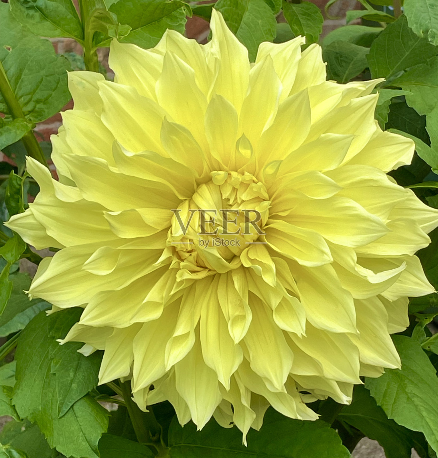 单瓣黄色大丽花照片摄影图片