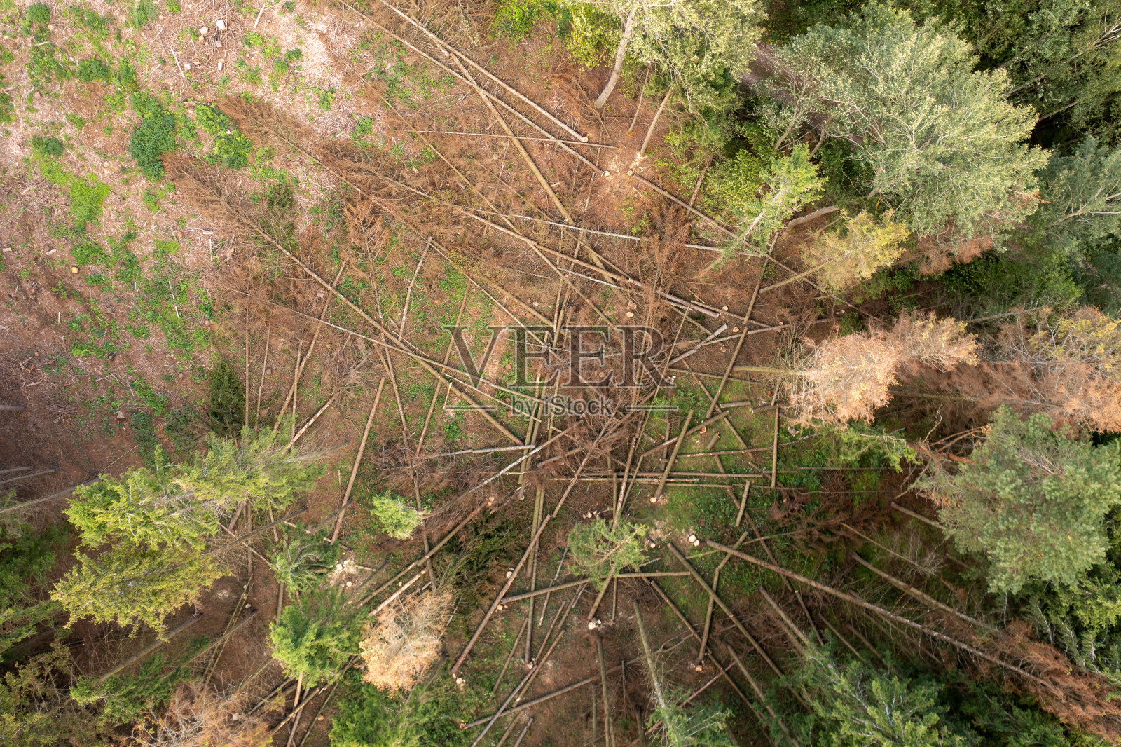 无人机拍摄的伐木现场倒下的树木照片摄影图片