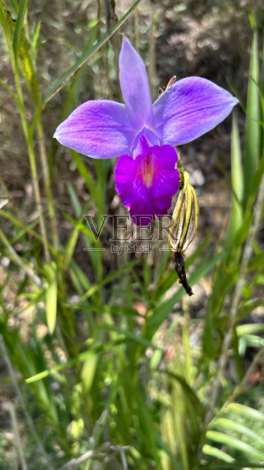 岩石的花照片摄影图片
