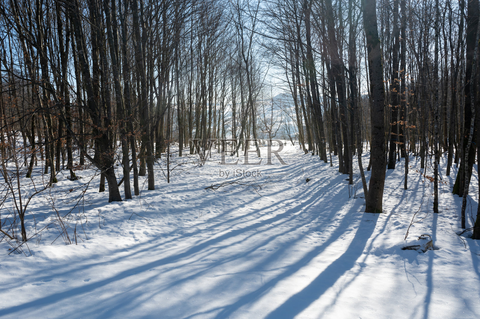 在森林里下雪照片摄影图片