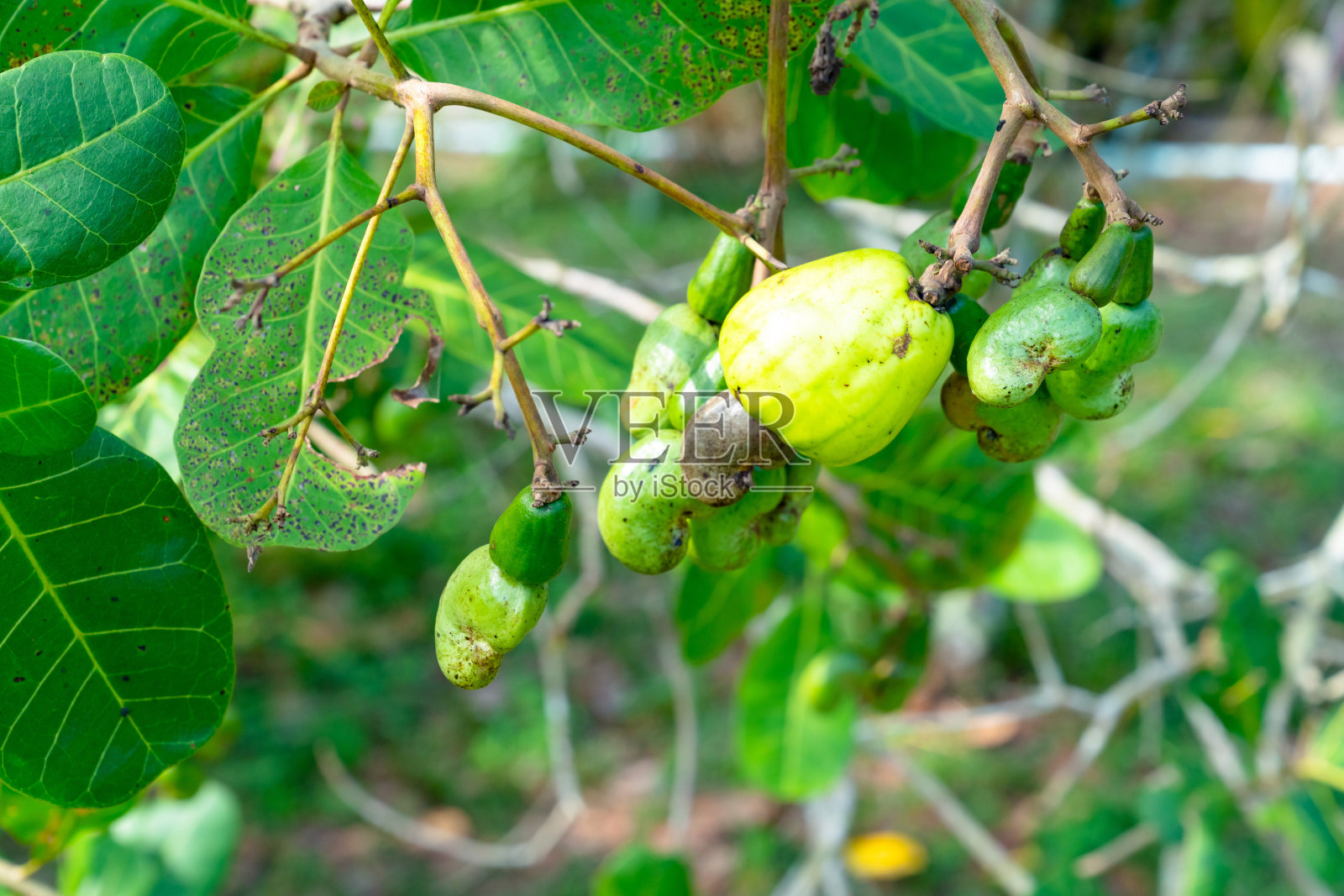 泰国花园里腰果树的小腰果照片摄影图片