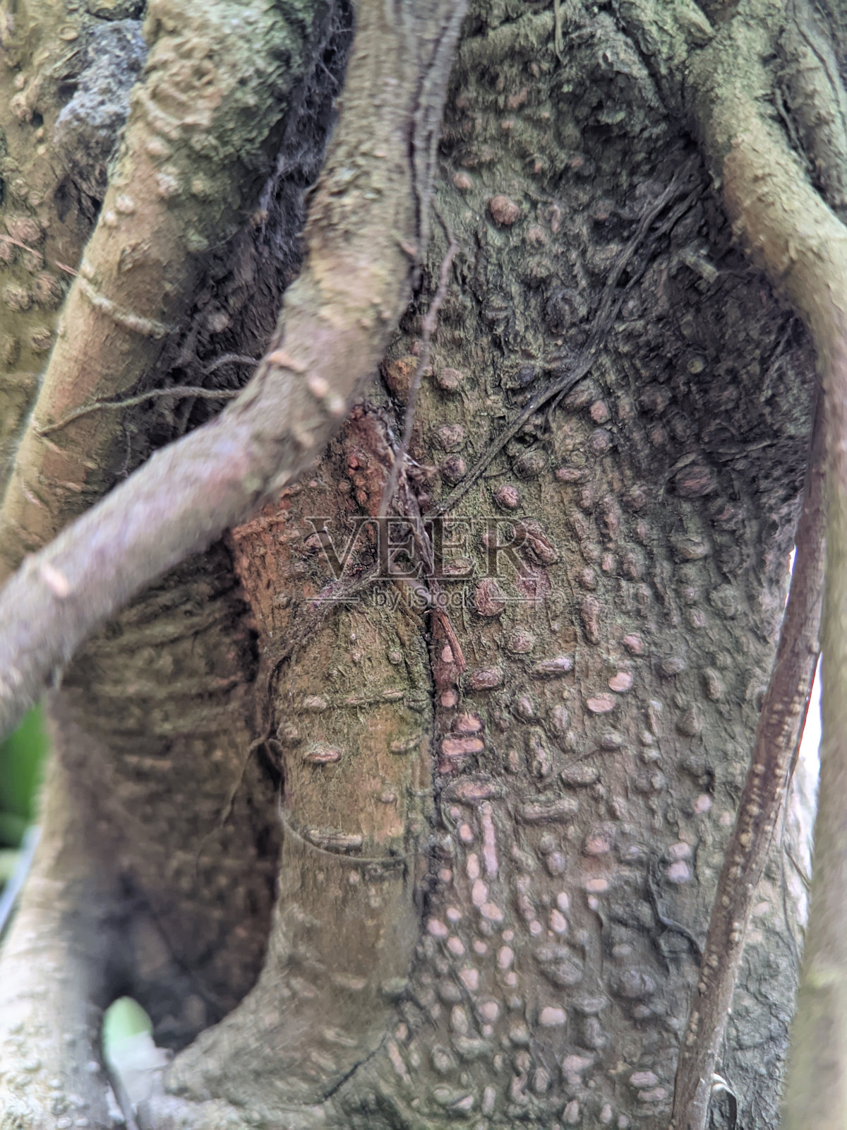日志照片摄影图片