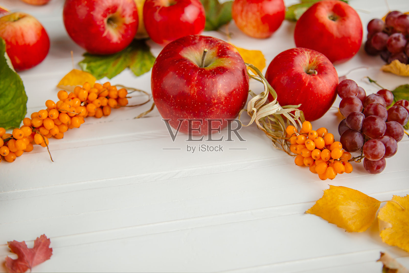 收获苹果、葡萄、沙棘。黄色和绿色，红色的叶子。照片摄影图片