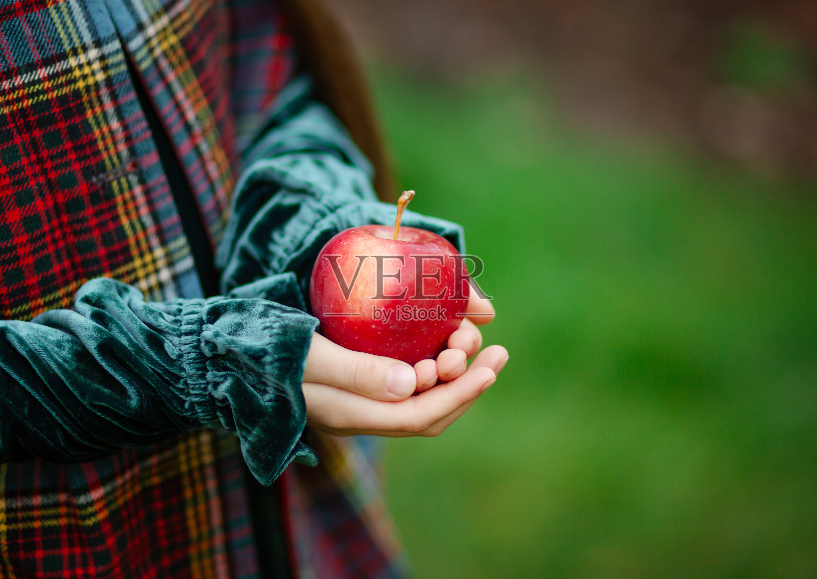 在一张苹果农场的照片上，手拿着一个红苹果照片摄影图片
