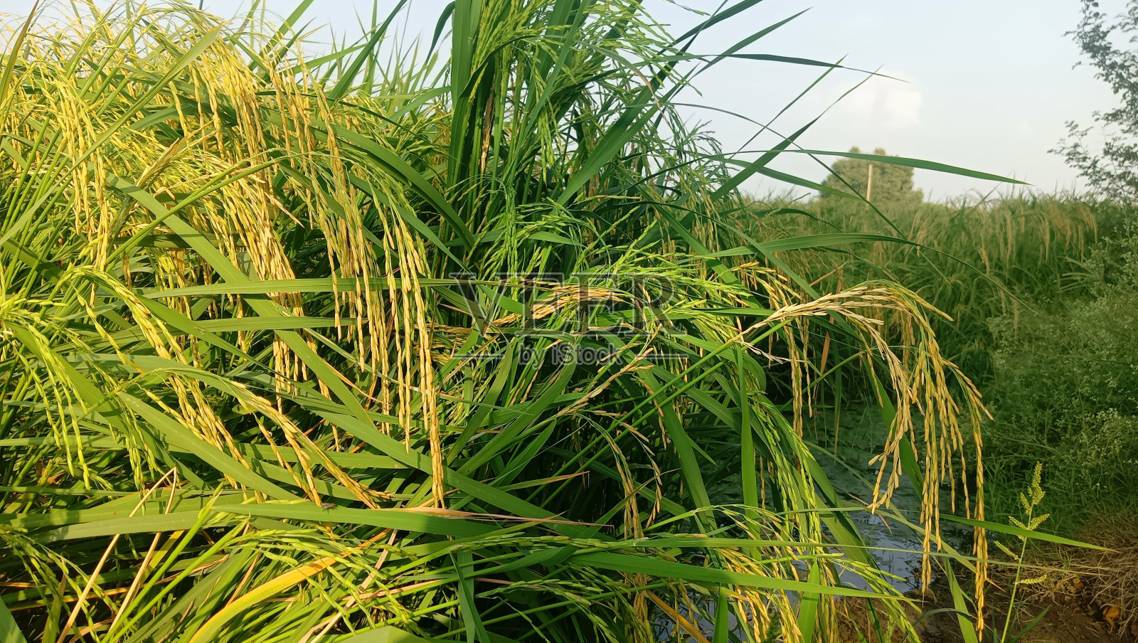 稻田库存照片照片摄影图片