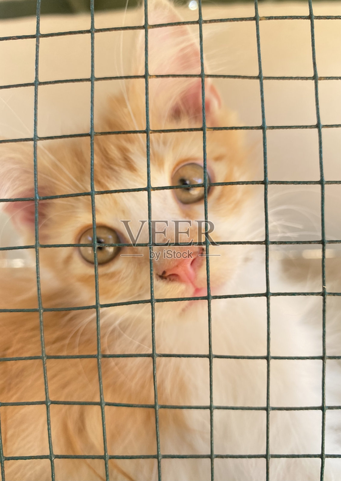 笼子里可爱的猫咪表情照片摄影图片