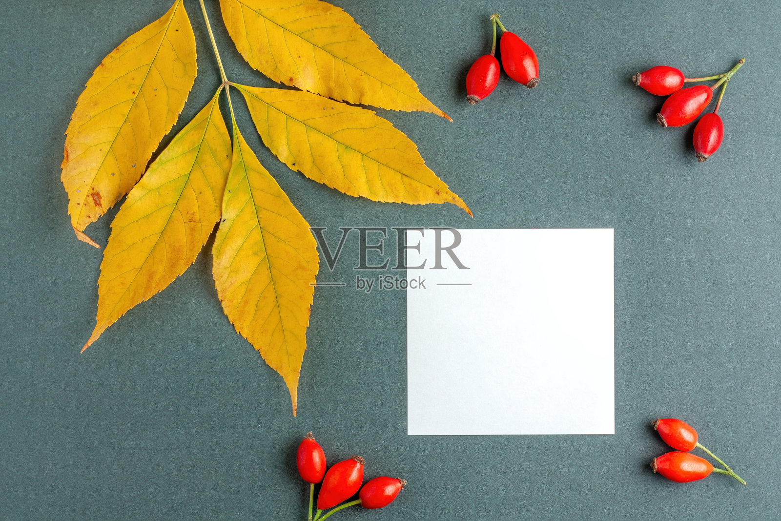 带有玫瑰果和便利贴的秋叶。照片摄影图片