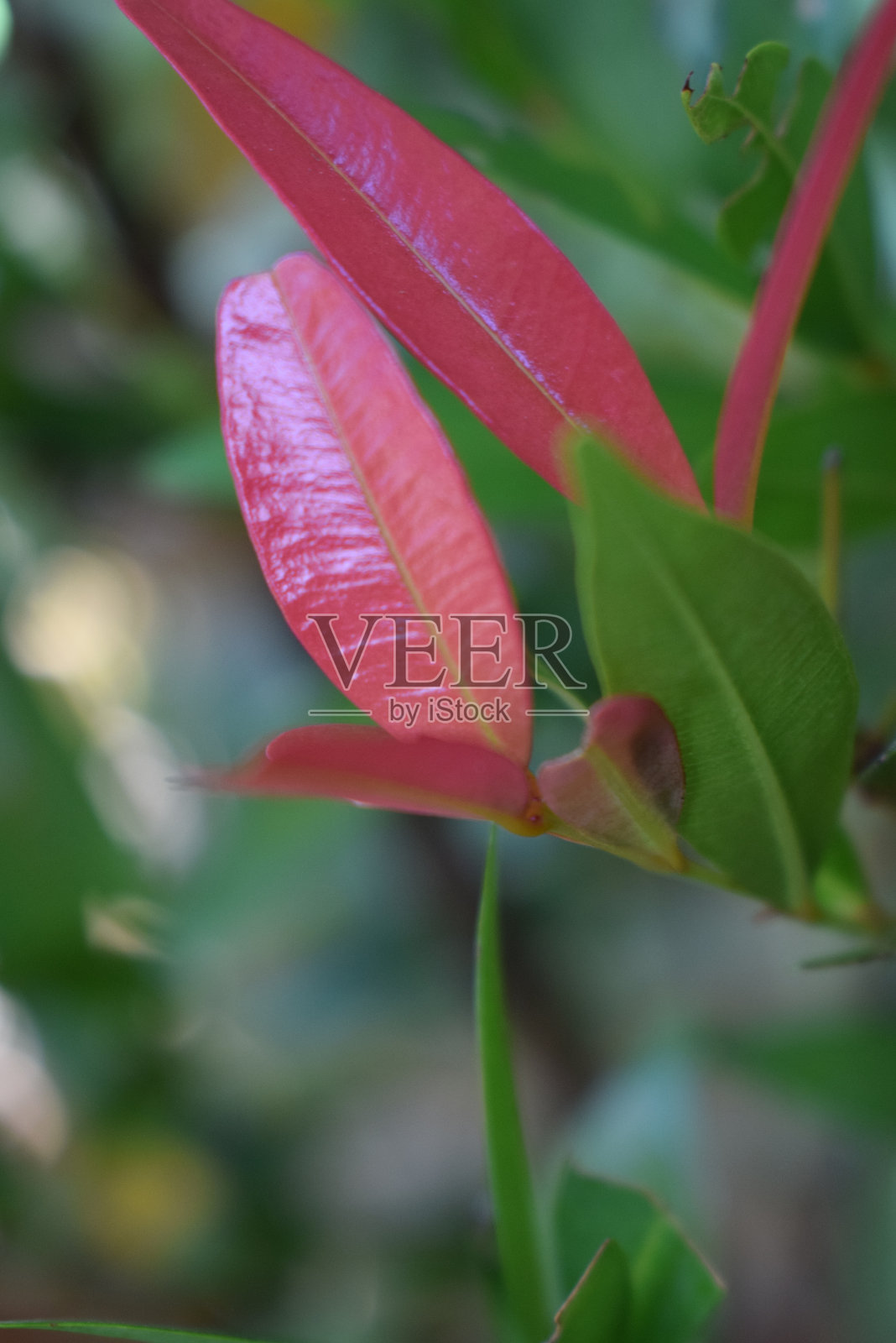 自然概念照片摄影图片