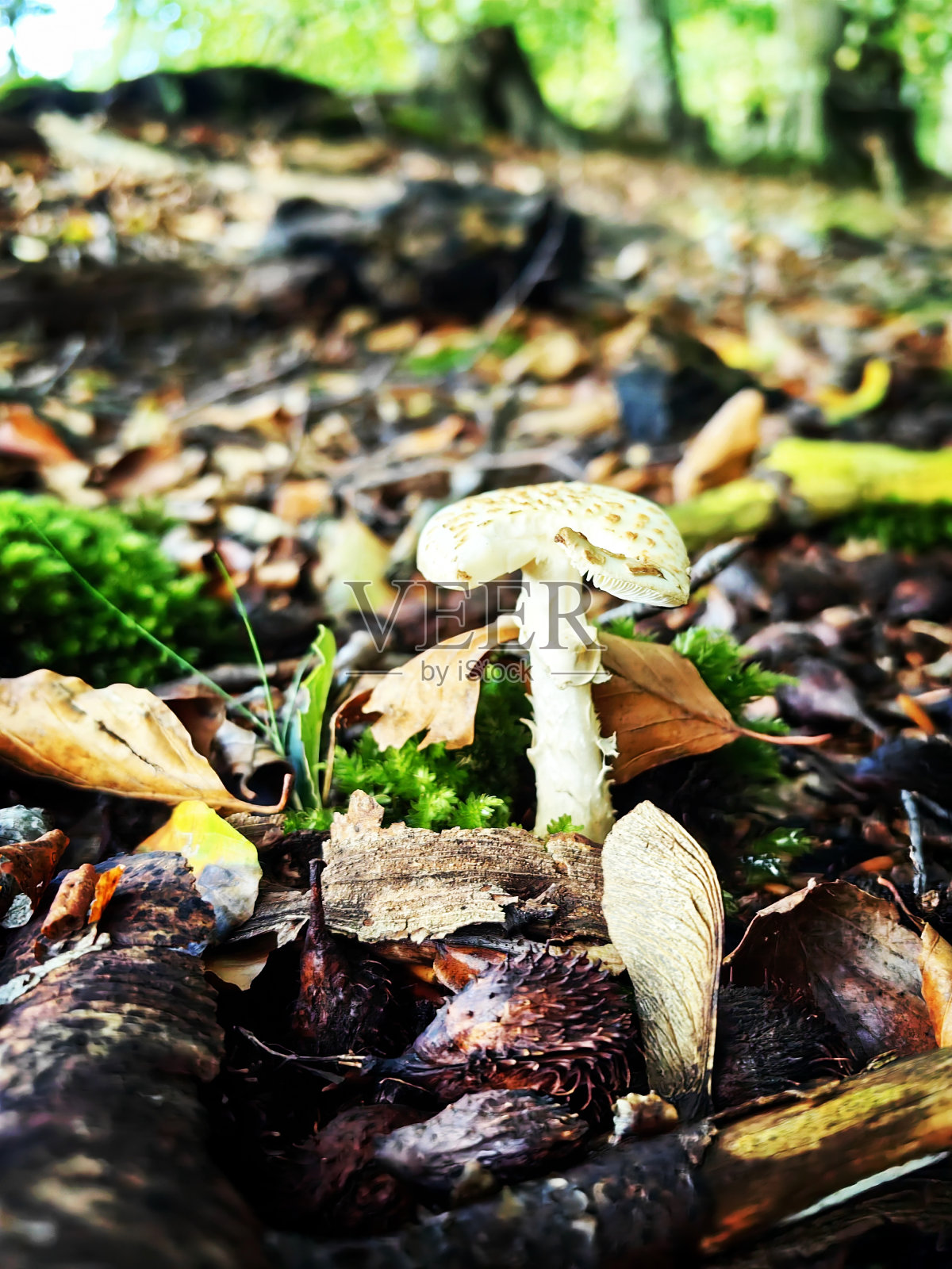 秋天漫步在汉堡周围照片摄影图片