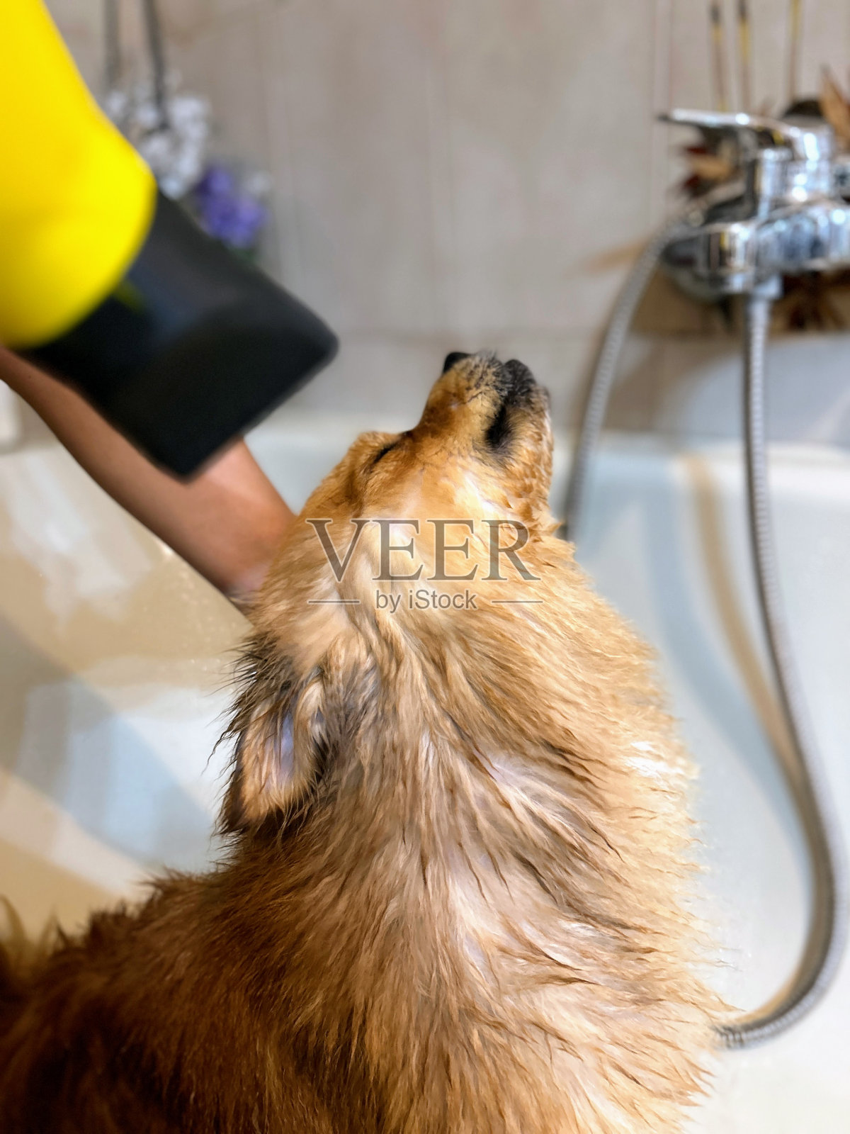 清洗、清洁、擦干你的宠物并给它们喷上香水。照片摄影图片