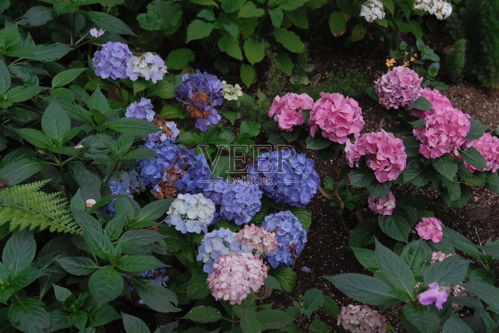 这是一张在野外的大花园的照片照片摄影图片