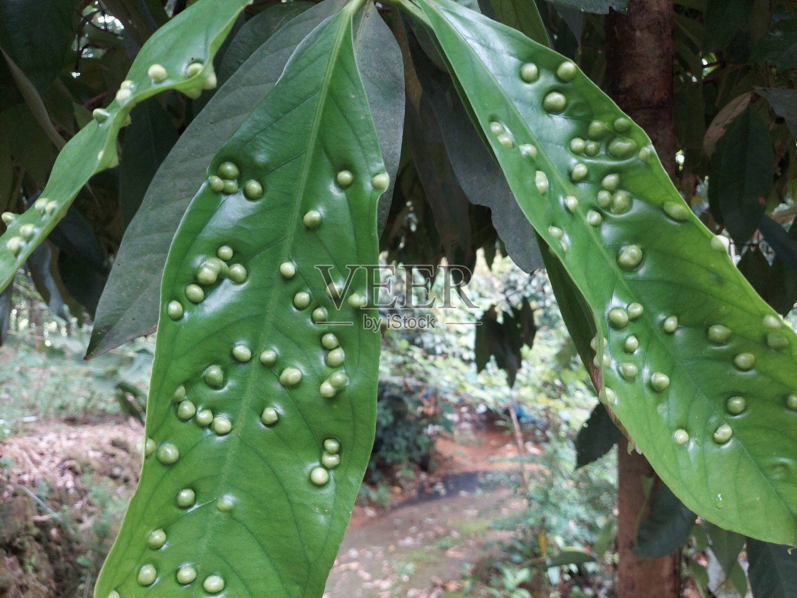 叶子上有叶瘿。瘿螨，又称叶面螨照片摄影图片