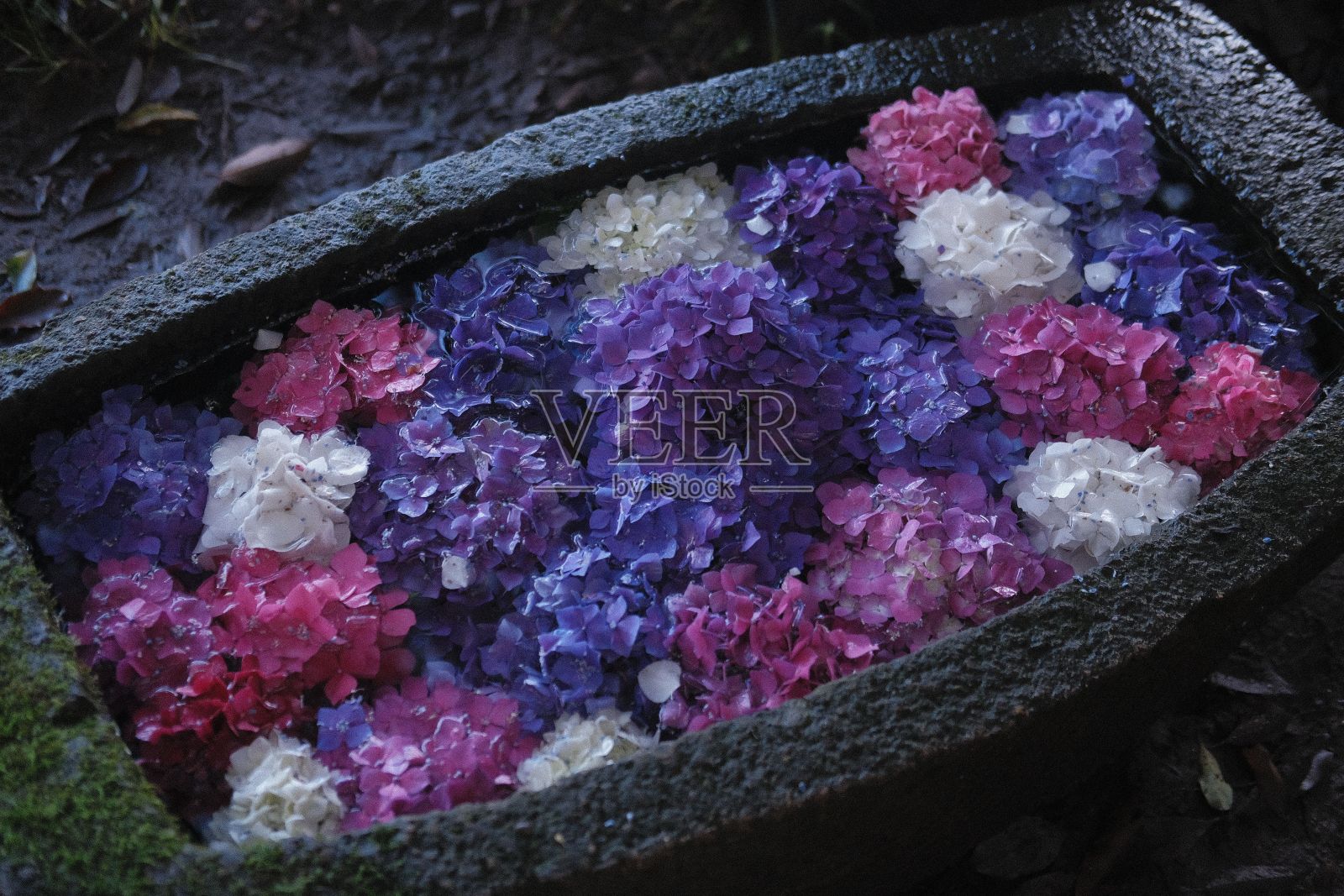 一个黑色的盒子，里面有紫色和白色的花瓣，还有一朵黄色的照片摄影图片