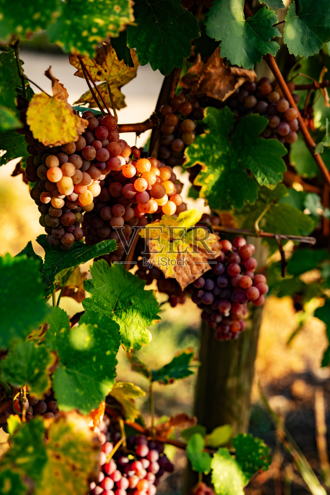 秋光下成熟的葡萄照片摄影图片