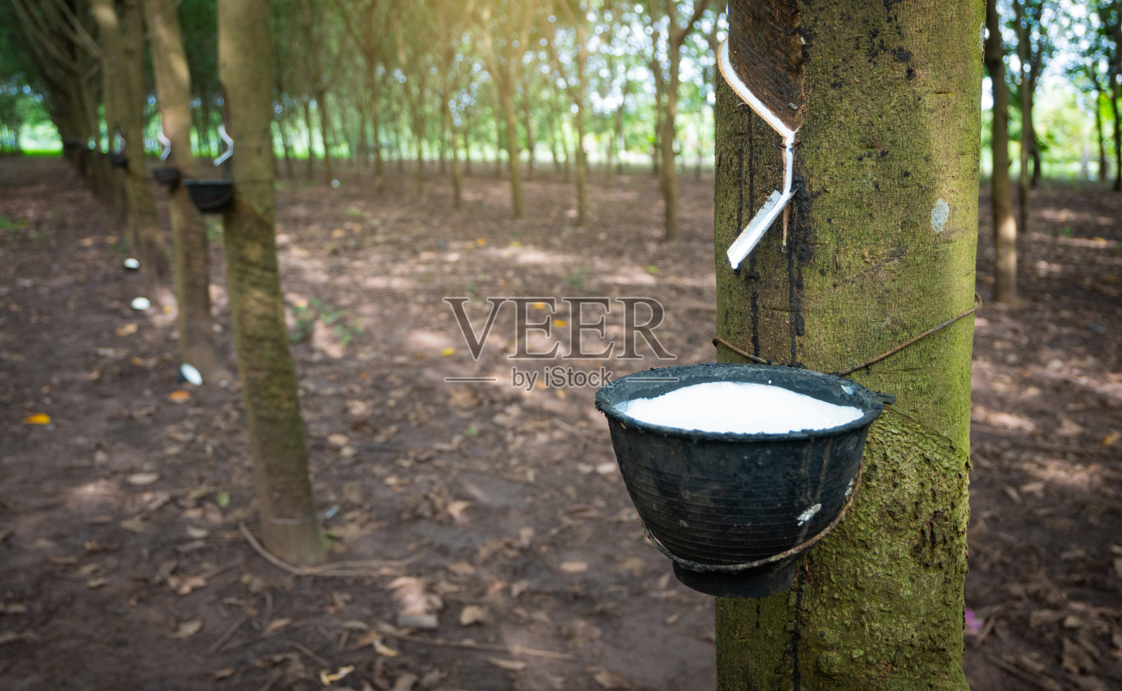 在泰国的一个农场里照片摄影图片