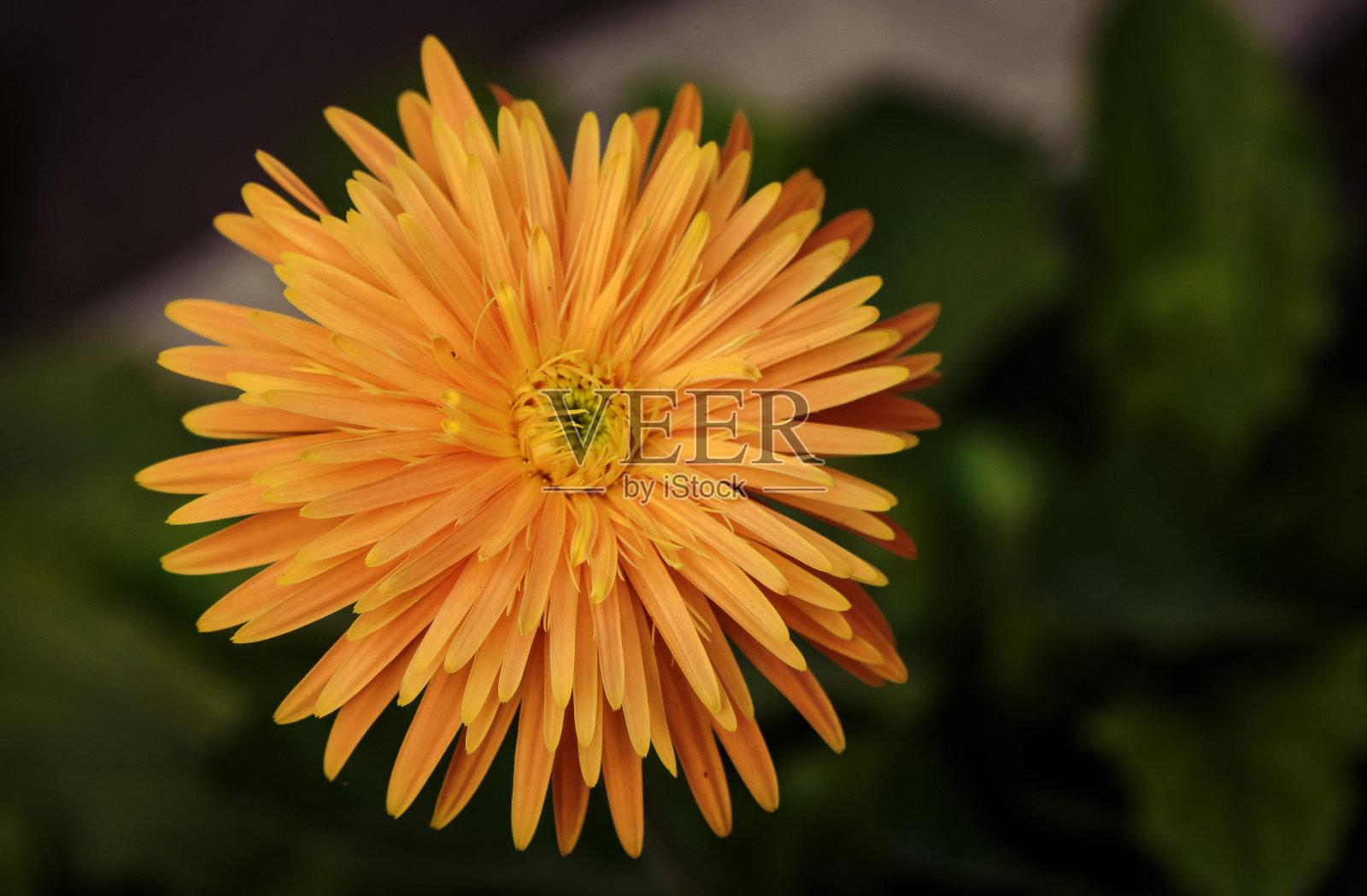 花园里盛开着黄色的非洲菊。天然花卉壁纸照片摄影图片