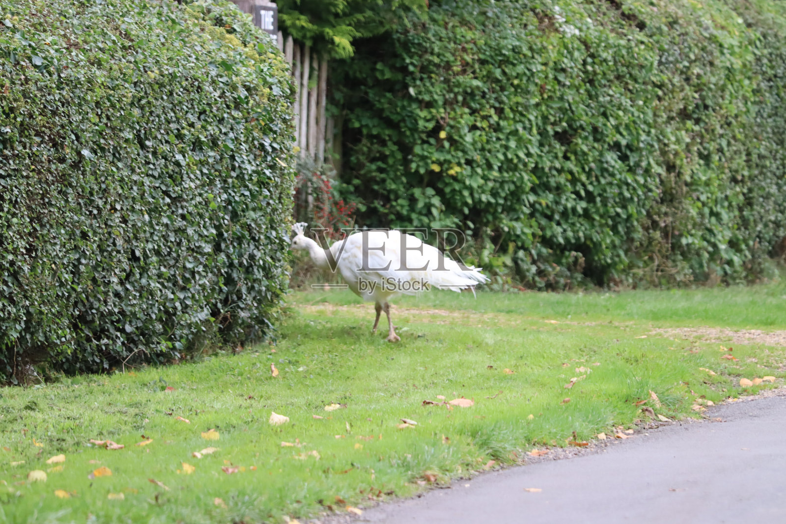 孔雀照片摄影图片