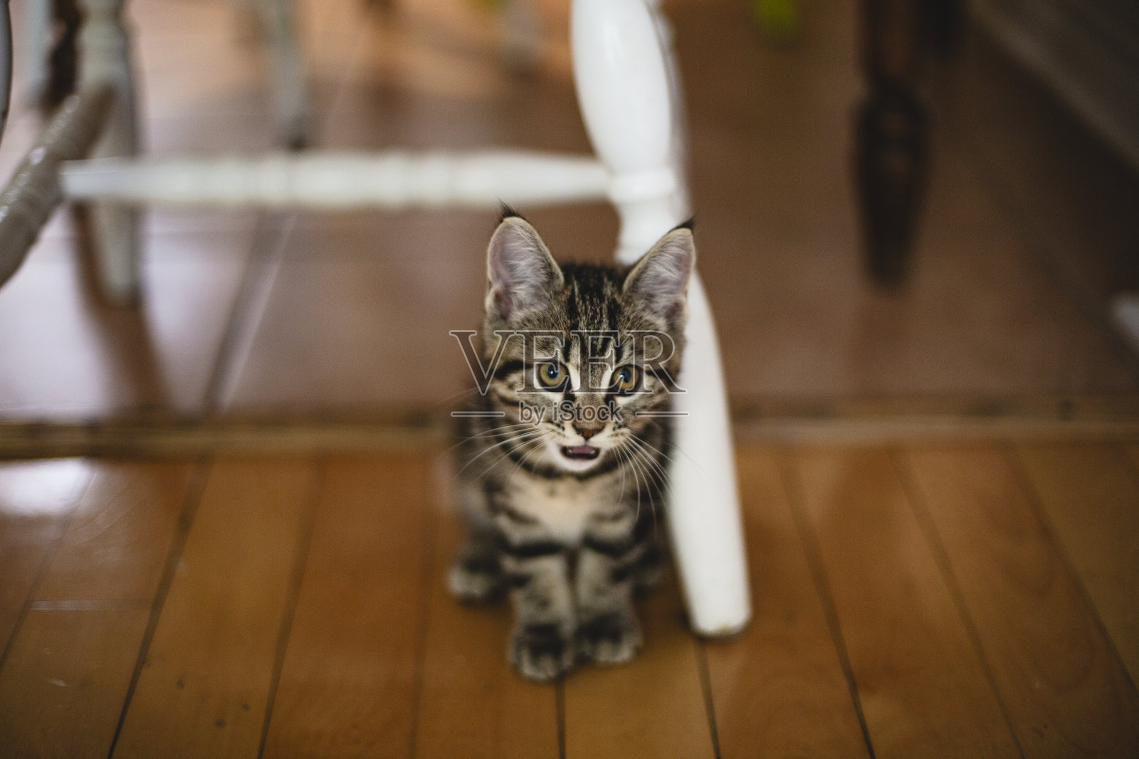 可爱的小虎斑猫照片摄影图片