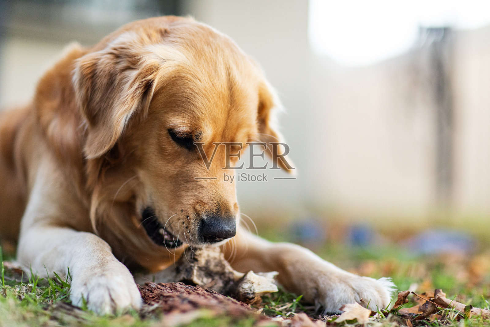 在温暖的午后阳光下，金毛猎犬拿着棍子的肖像。照片摄影图片
