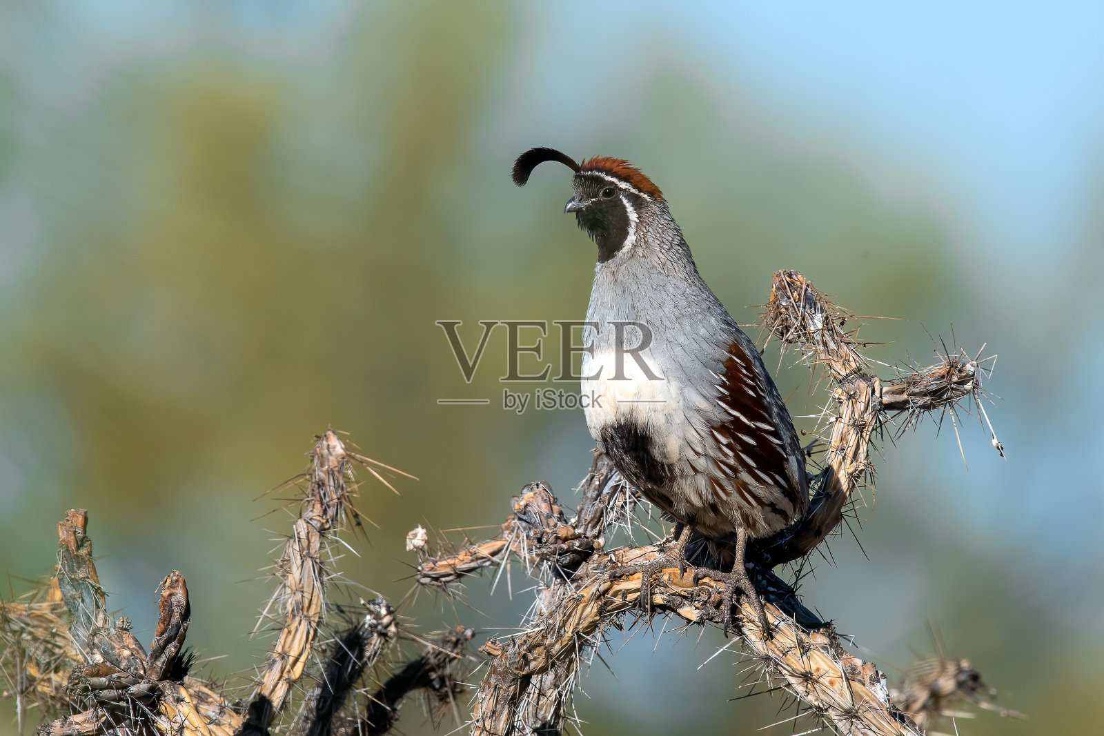 Gambel的鹌鹑照片摄影图片