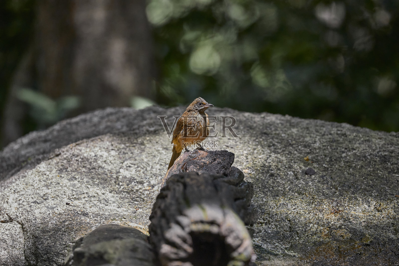 鸟类野生动物照片摄影图片