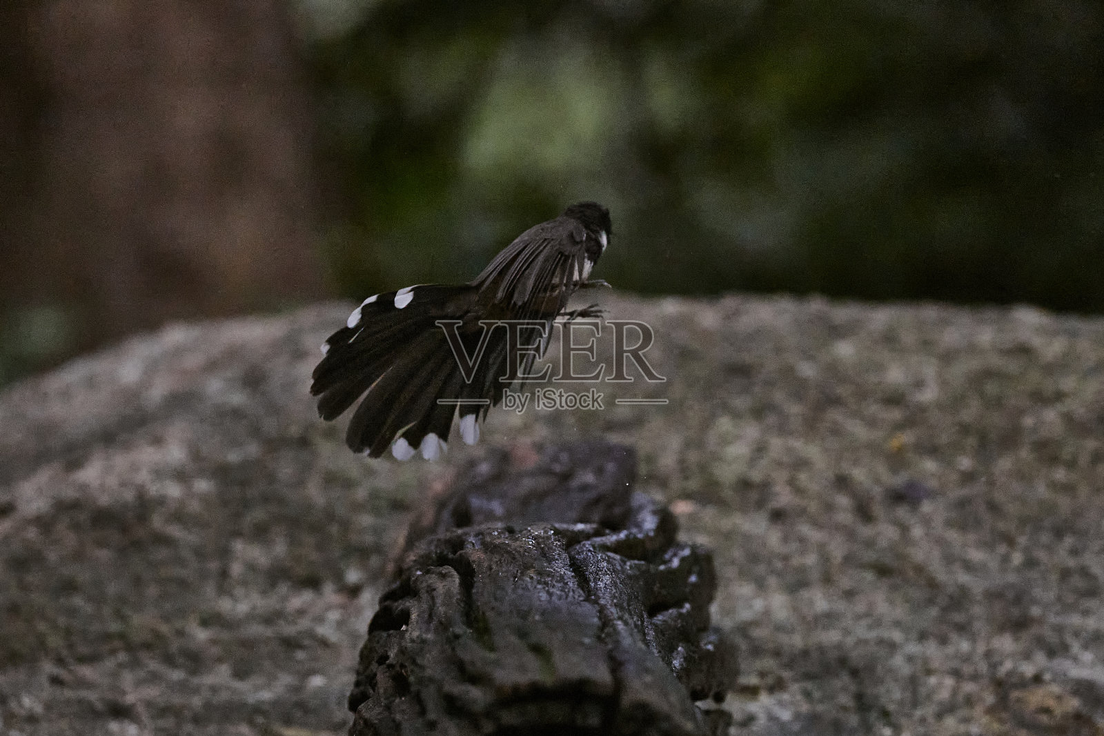 鸟类野生动物照片摄影图片