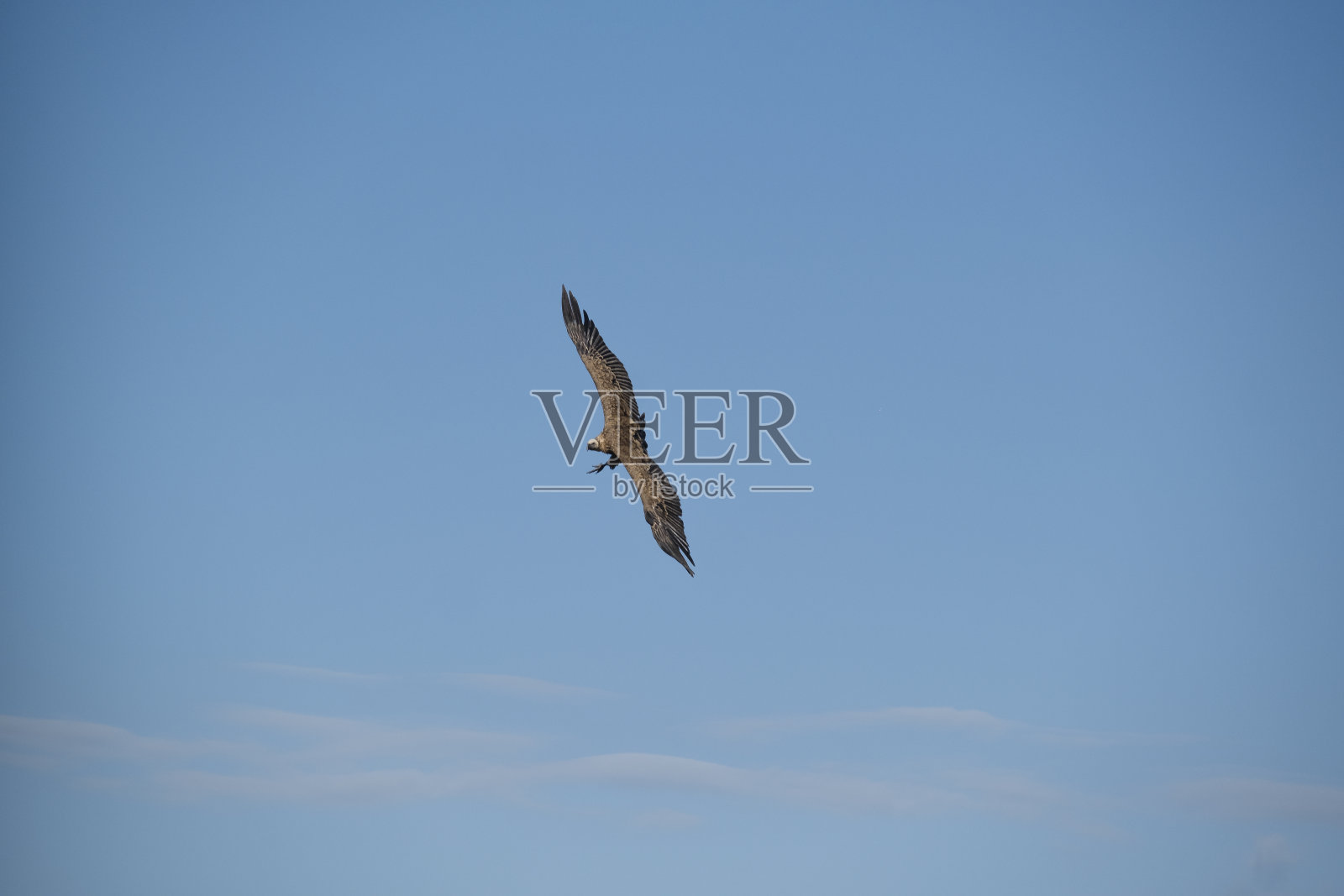 秃鹰照片摄影图片