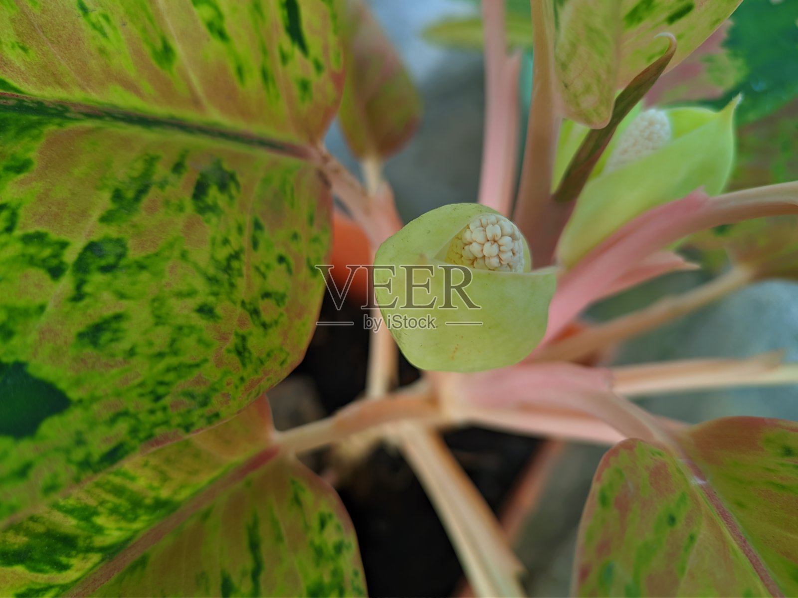 天南星科芋头属观赏植物，原产于亚洲和新几内亚的热带和亚热带地区，被称为中国常绿植物。照片摄影图片