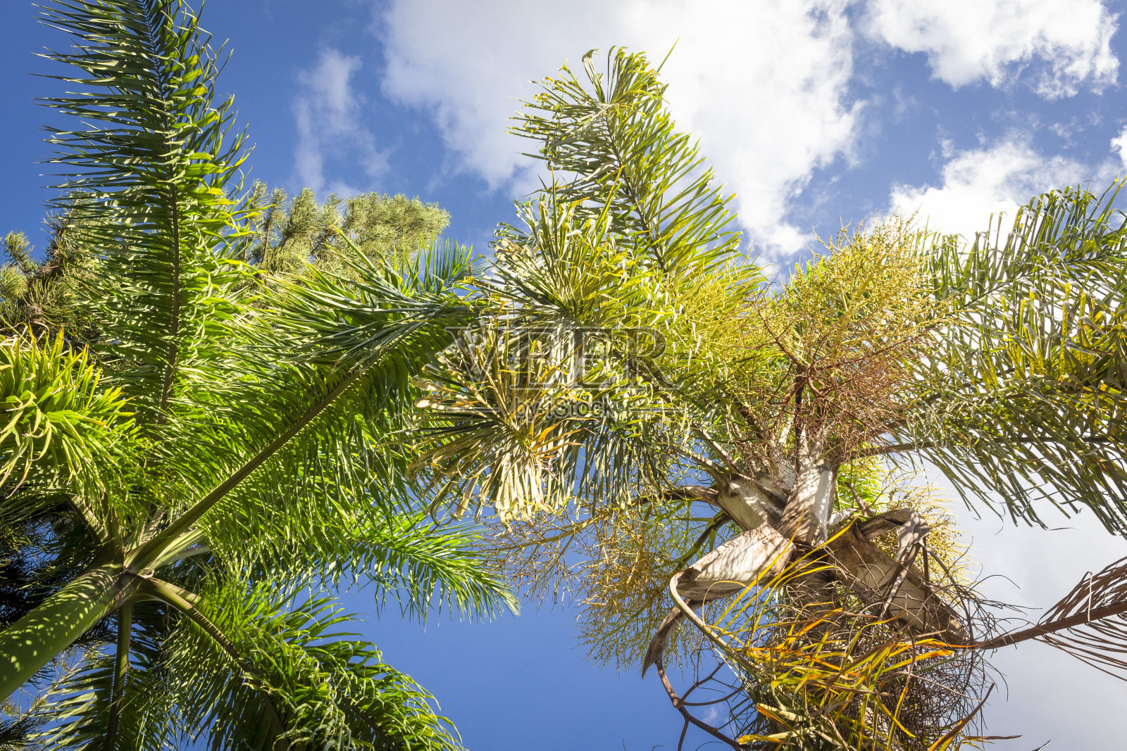 棕榈树和热带植物在蓝天自然背景。照片摄影图片