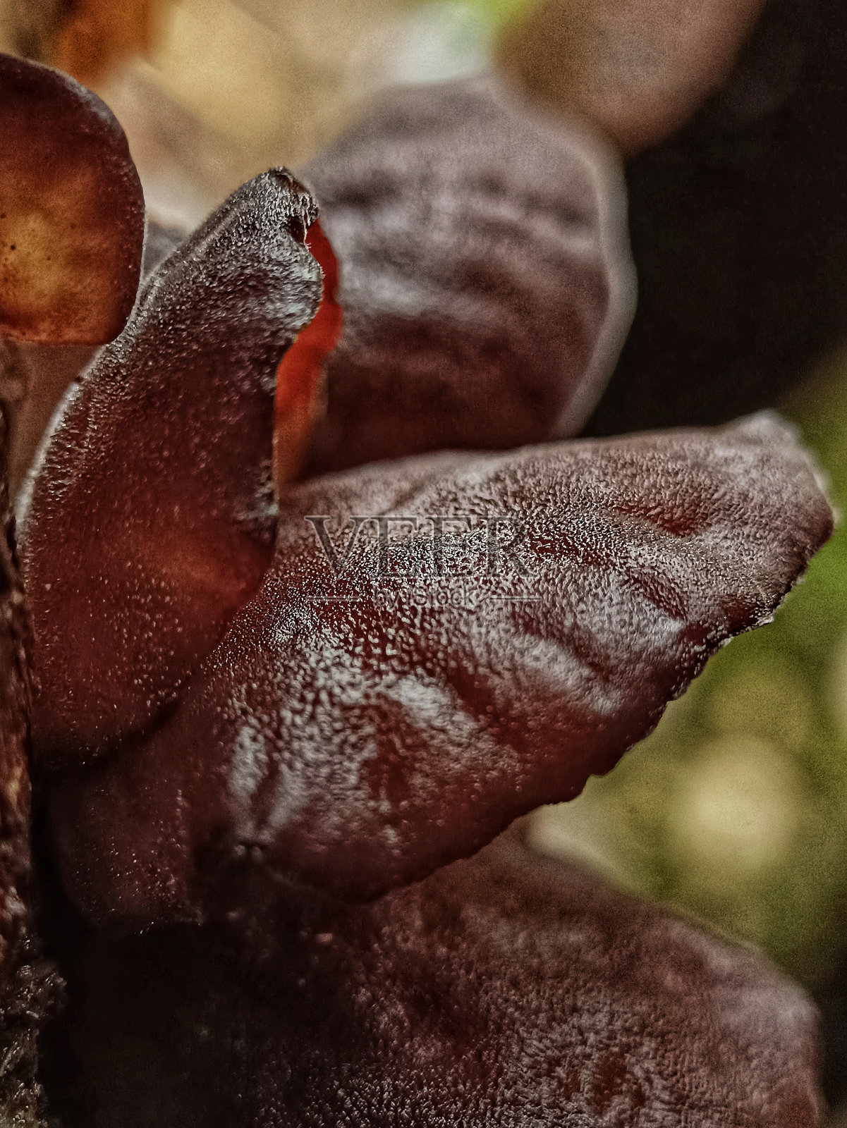 一种生长在印度尼西亚热带雨林的真菌，叫做猴耳真菌照片摄影图片