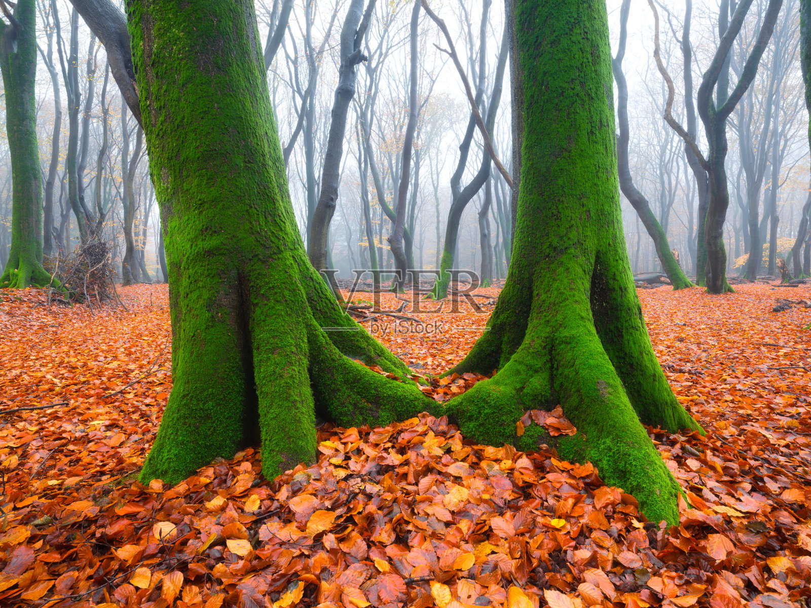 下降。雾蒙蒙的森林里长满青苔的树。透过树林的景色。秋天森林里的浓雾。秋天的自然景观。落下的黄叶。照片摄影图片