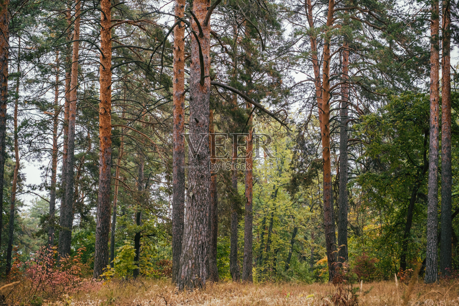 森林里的松树树干照片摄影图片